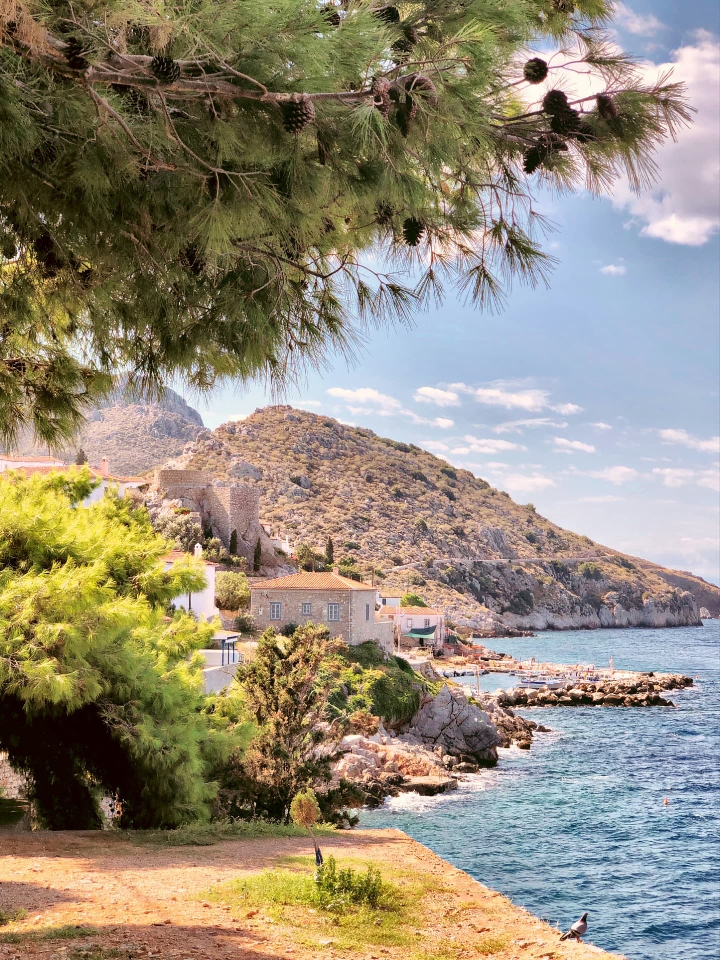 Hydra coast and pines, Saronic Gulf